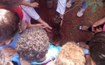 PLANTAR E PRESERVAR